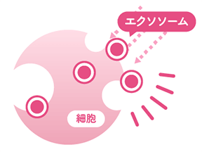 エクソソームを塗布