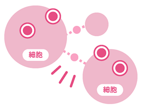 細胞同士の連携がスムーズに