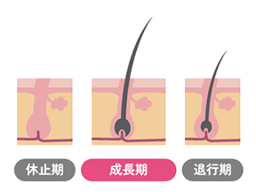 ヘアサイクルが整う